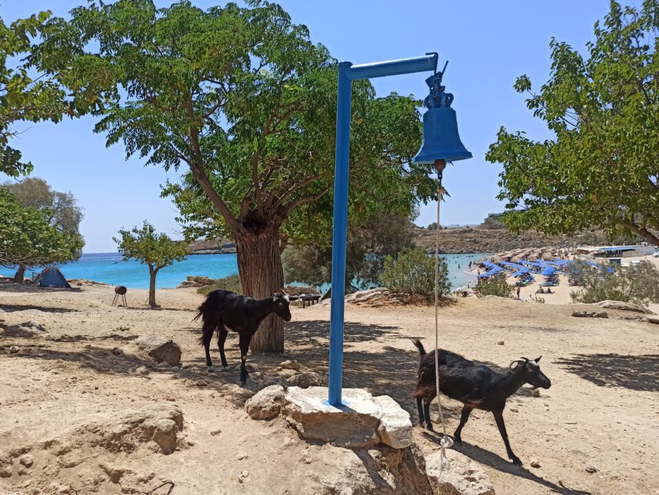 Aghati - le simpatiche caprette - spiagge sabbiose di Rodi