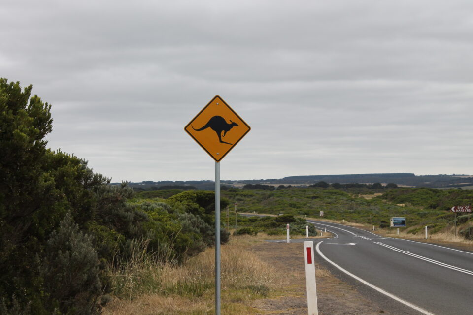 guidare a sinistra facendo attenzione ai canguri - Australia 