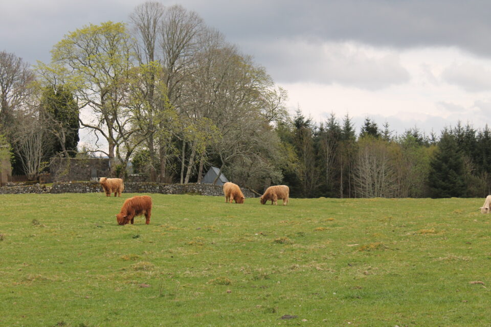 Mucche delle  Highlands 
